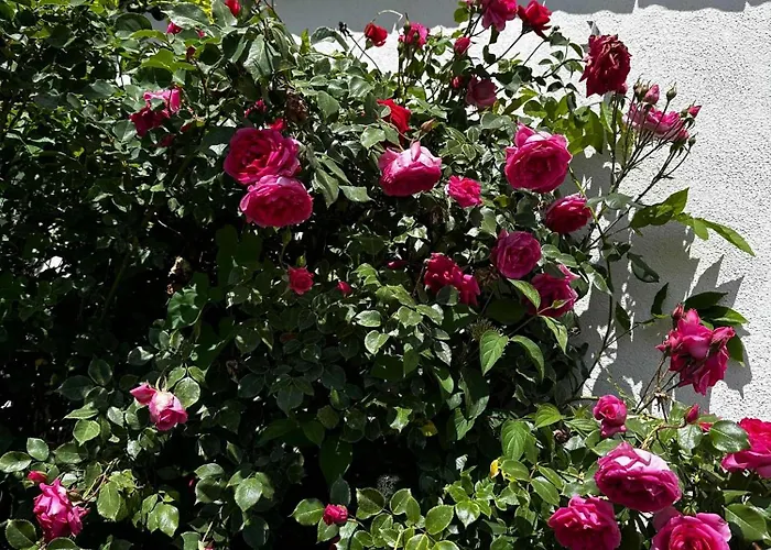 Ellenweiler Bis 10 P * Friedrichshafen